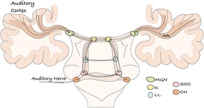 A Missing Connection: A Review of the Macrostructural Anatomy and Tractography of the Acoustic Radiation